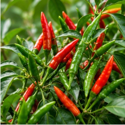 Hathei chilli on the plant