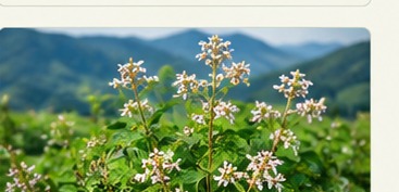 Wild aromatic herbs in flower